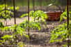 Cerises, cocktails, grappes, de couleur rouge ou jaune, les tomates sont les stars du potager tout l’été. Quels tuteurs choisir, qu’ils soient achetés ou recyclés, pour conduire les tiges de tomates ?